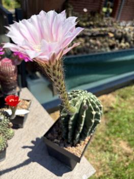 Preview: Echinopsis rosy star